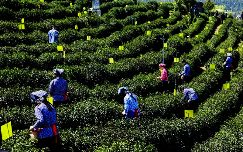 歙茶集体商标获5.6亿元质押 安徽实现首笔集体商标质押融资